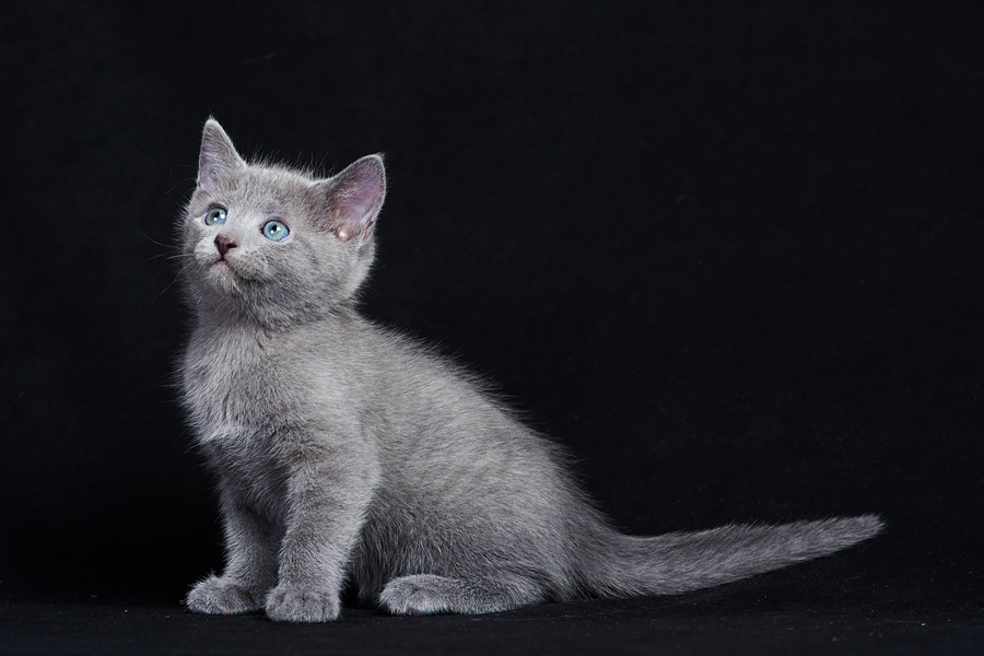 In Ramat Gan, kittens of the Russian blue breed are sold: hypoallergenic beauties for cat lovers.