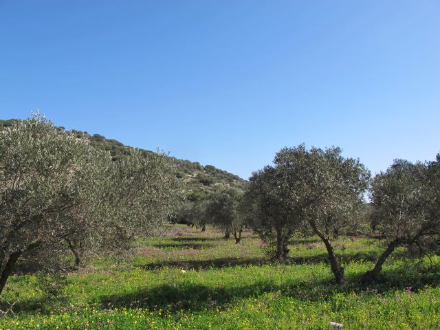 Acheter des biens immobiliers dans des zones vertes d'Israël