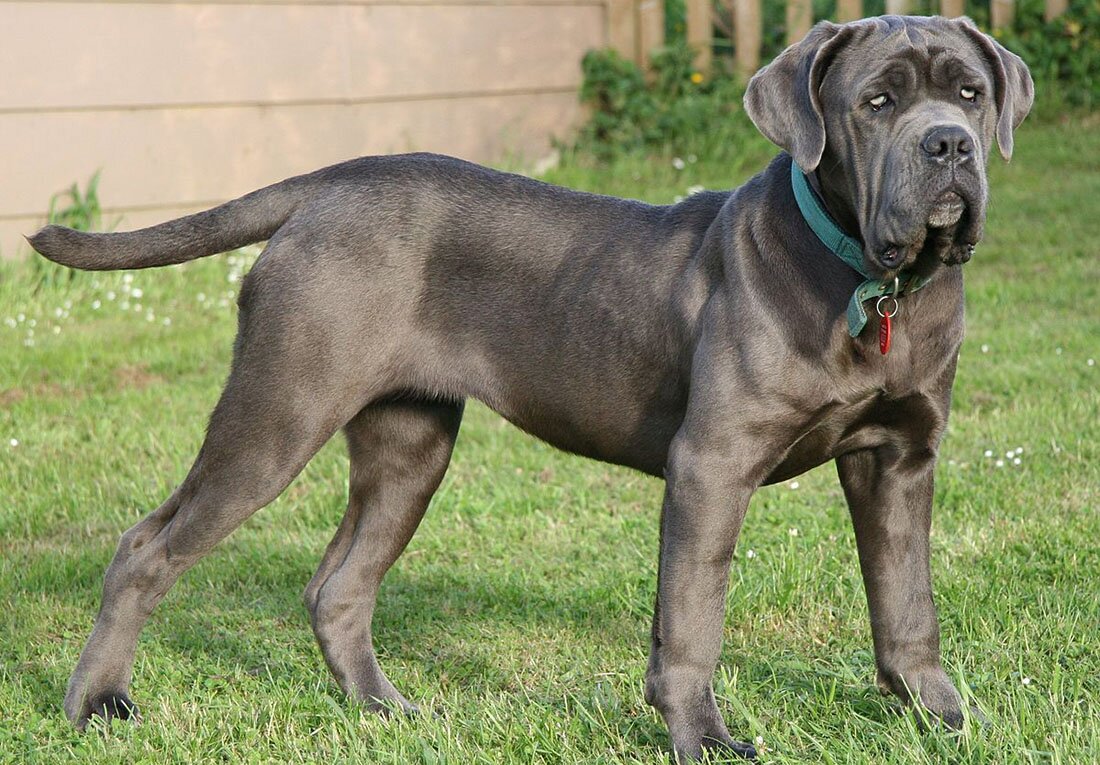 Breeds of big dogs in Israel: charming companions from the Holy Land